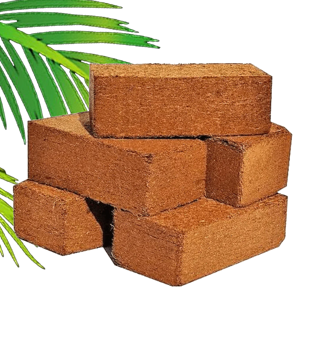 nisoz